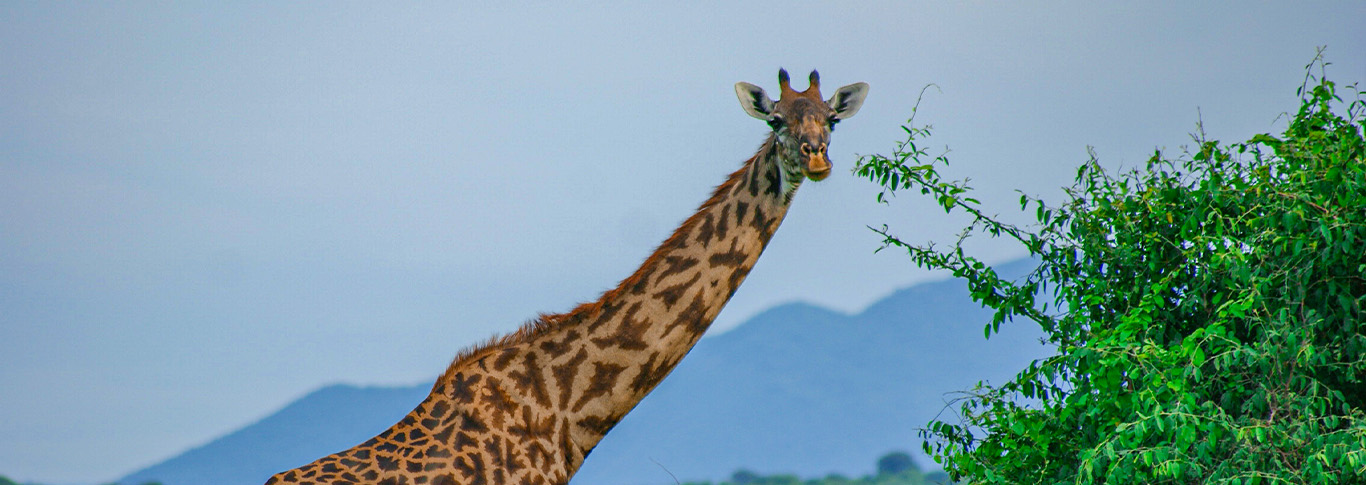 Southern Tanzania Safari