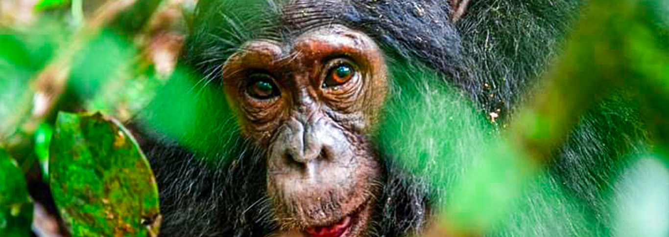 Western Tanzania Safari