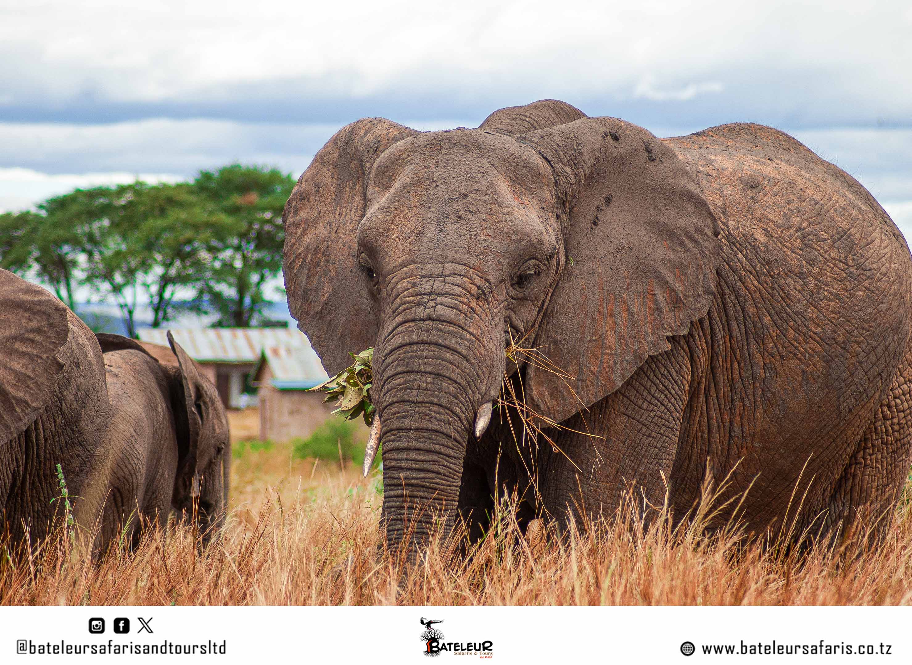 3 DAYS SPECIAL SAFARI PACKAGE TO RUAHA 