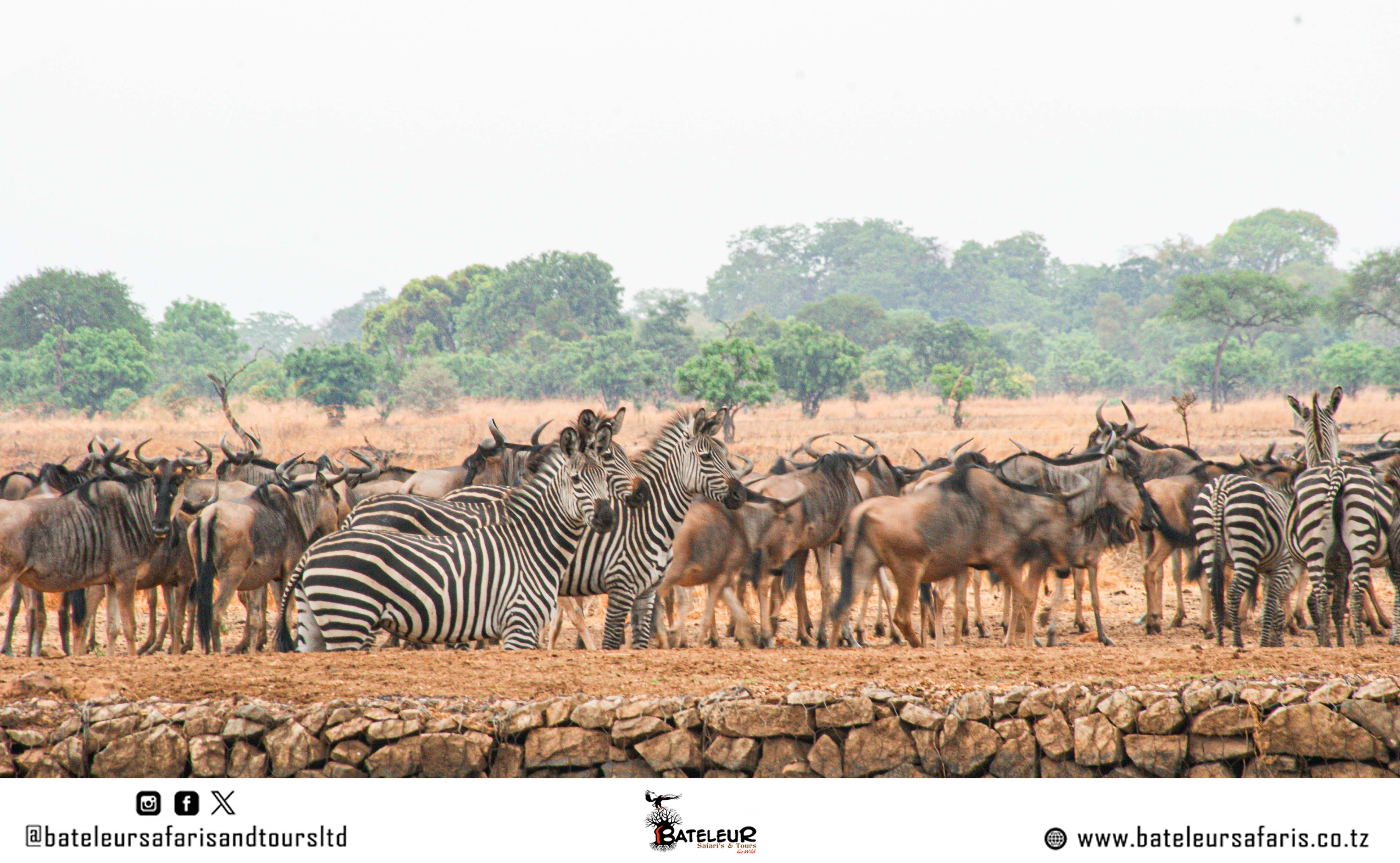 7 DAYS SPECIAL SAFARI PACKAGE TO NORTHERN TANZANIA 